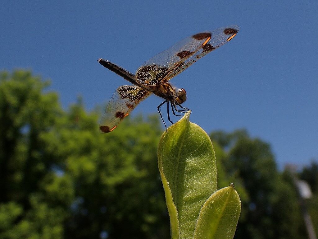 Natural Connections calico pennant dragonfly (2).jpg
